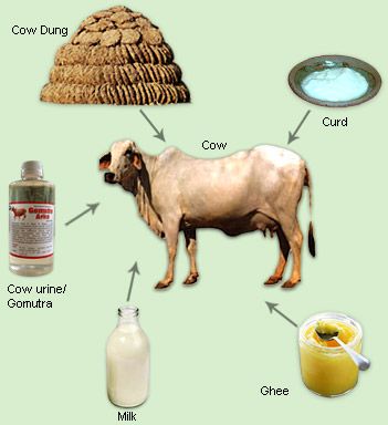 Cow Products