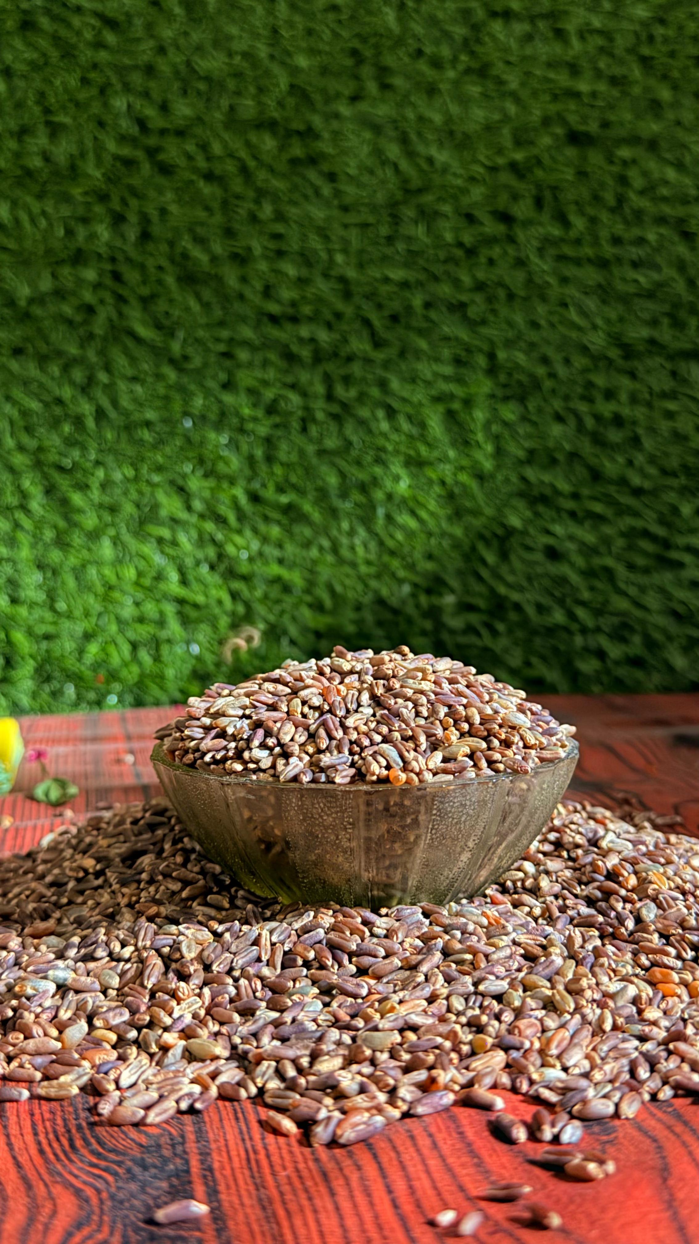Black wheat