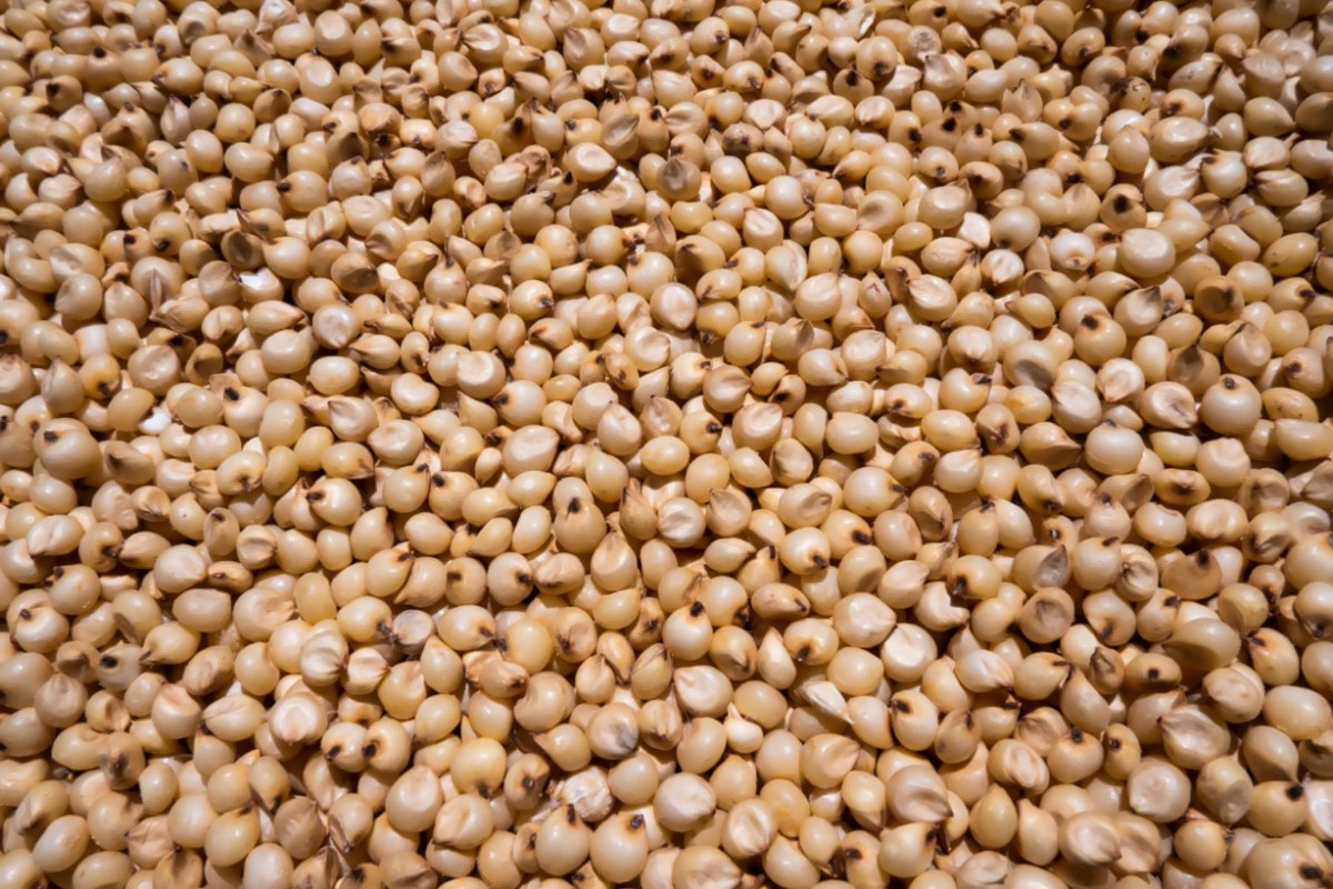 Jowar Millet 500 gm