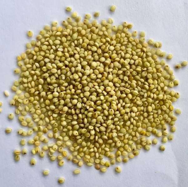 Browntop millet 500 gm