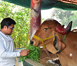 Cow seva