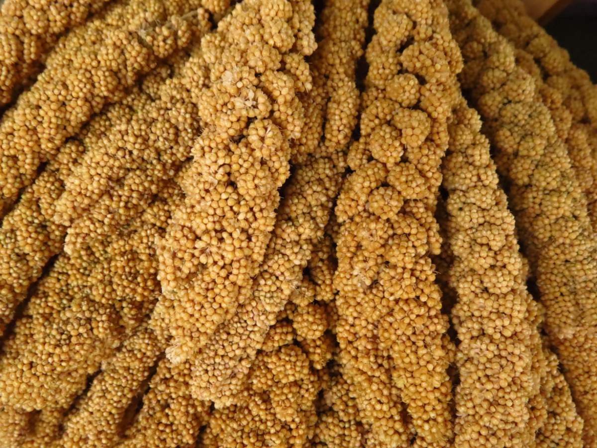 Foxtail millet 500 gm